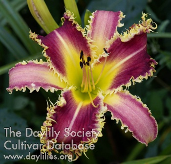 Daylily Vampire Fish